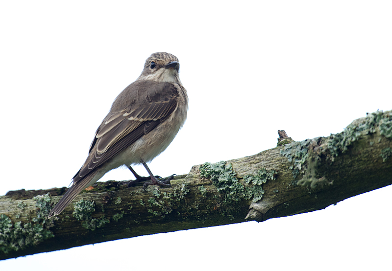 Grå-fluesnapper - Spotted Flycatcher (Muscicapa striata).jpg